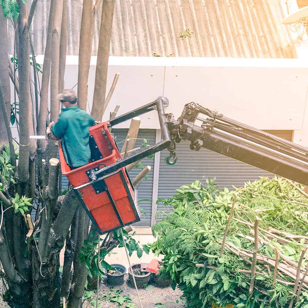 Solar-Energy-NJ-Tree-Removal-Smaller Solar-Energy-NJ-Tree-Removal-Smaller