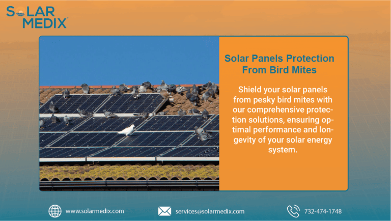 Solar Panels Protection From Bird Mites | Solar Medix