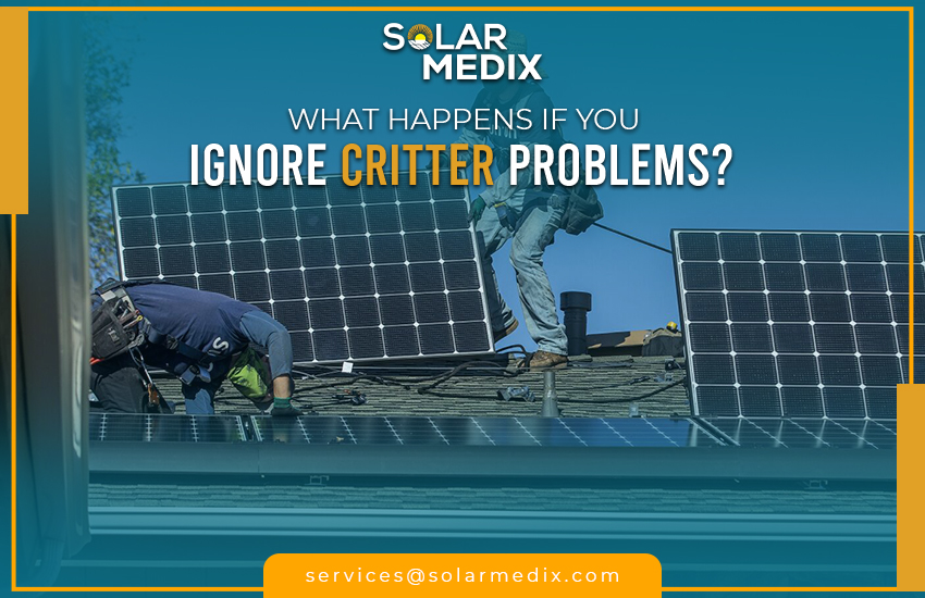 What Happens If You Ignore Critter Problems?