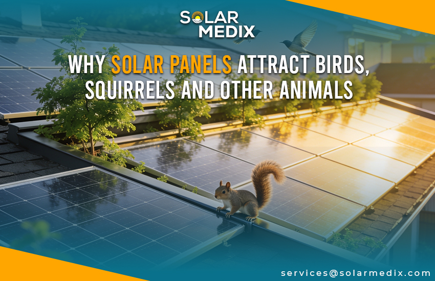 Why Solar Panels Attract Birds, Squirrels And Other Animals